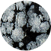 Snowflake Obsidian